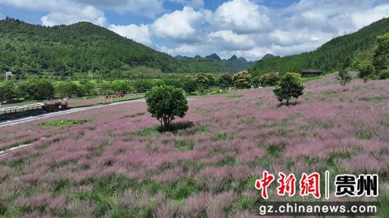 粉黛花海