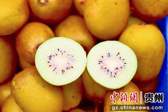 平加村红心猕猴桃种植基地种植的猕猴桃剖视图。姜泽光 摄