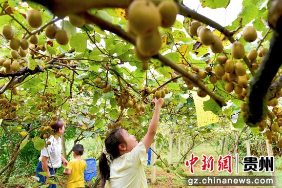 游客在平加村红心猕猴桃种植基地体验采摘。姜泽光 摄