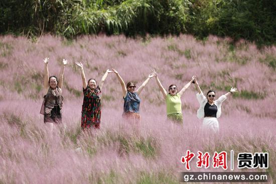 粉黛花海吸引游客