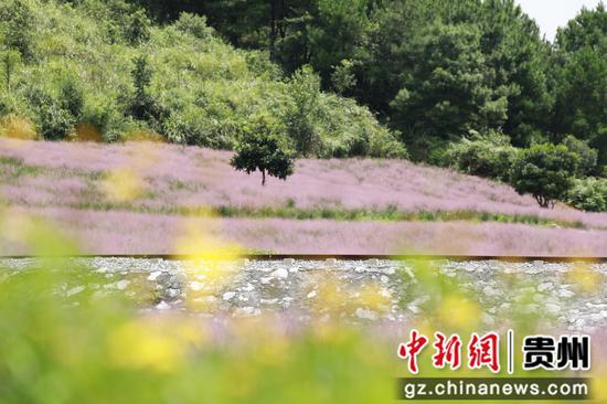 粉黛花海
