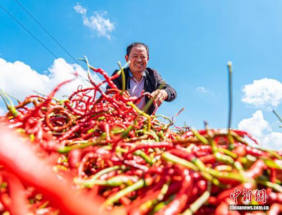 贵州大方辣椒迎丰收