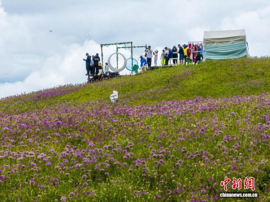 贵州赫章韭菜坪：野生韭菜花进入最佳观赏期
