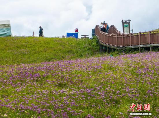 时下，位于贵州省毕节市赫章县韭菜坪景区的十万亩野生韭菜花正值盛花期，漫山遍野的野生韭菜花竞相绽放，与高山风车、云海交相辉映，吸引众多游客前来游玩观赏。李安连 摄