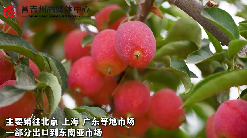 新疆昌吉：香妃海棠挂满枝 硕果飘香促增收