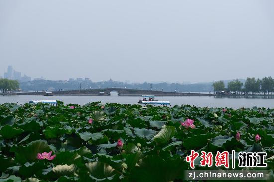 近日,杭州西湖畔一景。曹丹 摄 近日,杭州西湖畔一景。曹丹 摄