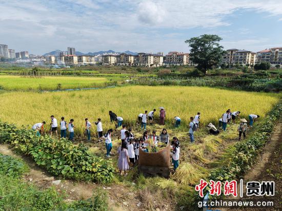 余庆县实验小学将开学第一课搬进稻田里，让学生沉浸式收割稻谷。李宁摄