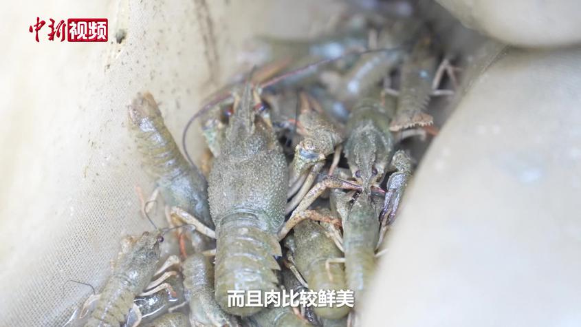 塔克拉玛干沙漠边缘50万尾窄螯螯虾“新疆土著小龙虾” 生长良好