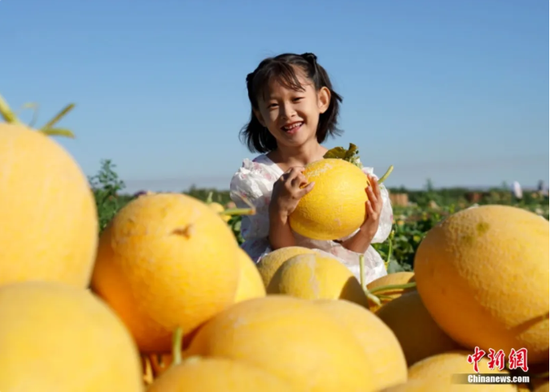 淖毛湖农场晚熟哈密瓜我来代言。贺小存 摄