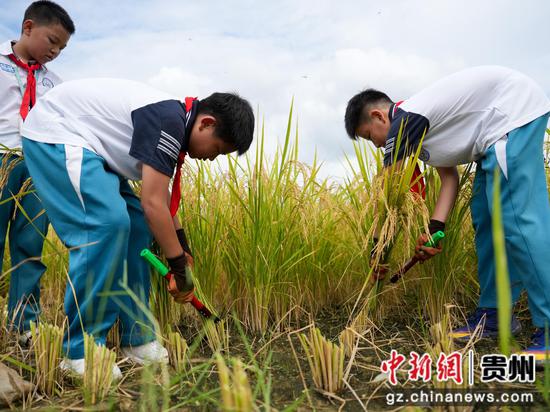 贵州余庆把课堂搬进稻田，农耕实践上好开学第一课，推文同学们在割稻谷。周磊摄