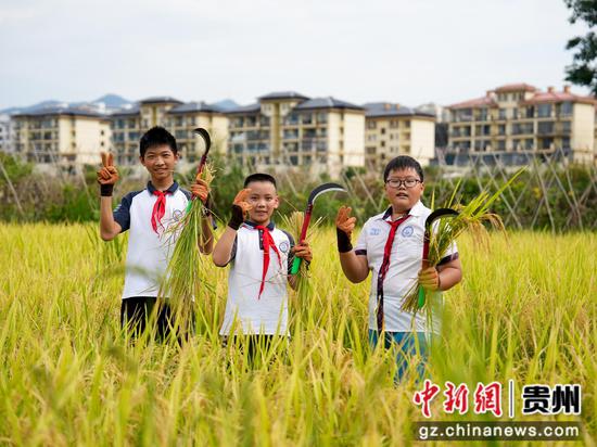 贵州余庆把课堂搬进稻田，农耕实践上好开学第一课，推文同学们在割稻谷。周磊拍。