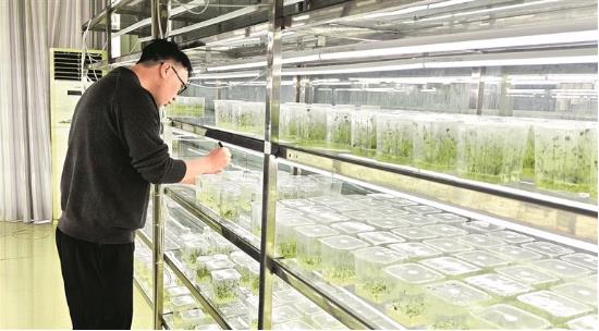 贵州省生物技术研究所马铃薯育种研究室科研人员查看马铃薯新品种核心种苗保存情况。