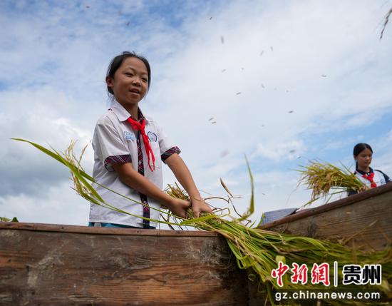 贵州余庆把课堂搬进稻田，农耕实践上好开学第一课，推文同学们在打稻谷。周磊拍。