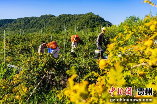 图为9月1日，在贵州毕节七星关区碧海街道西冲社区的刺梨种植基地，群众正在搬运刺梨鲜果。