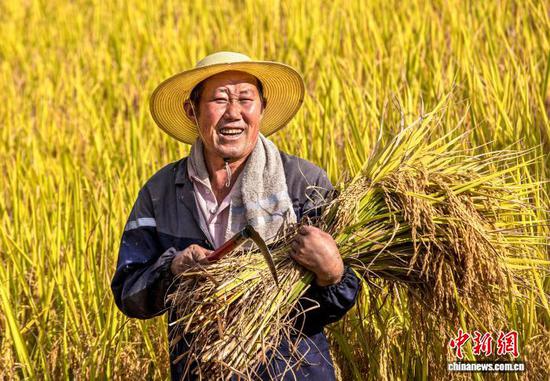 图为9月1日，航拍村民在洪湖村收割成熟的水稻。史开心 摄