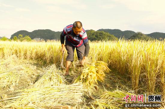 村民在收割稻谷