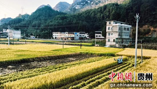 罗甸稻谷收割忙