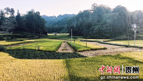 罗甸稻谷收割忙