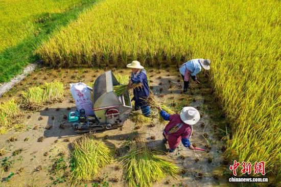 图为9月1日，航拍村民在洪湖村收割成熟的水稻。史开心 摄