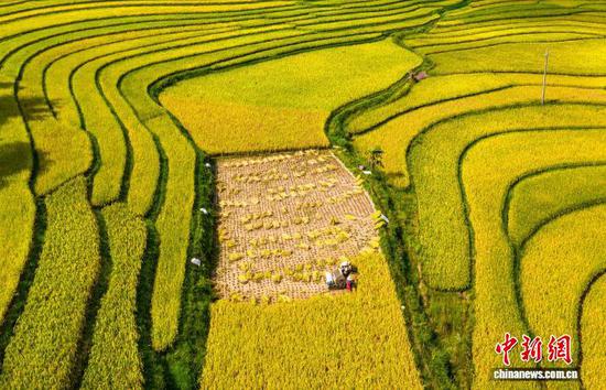 图为9月1日，航拍村民在洪湖村收割成熟的水稻。史开心 摄