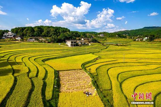 图为9月1日，航拍村民在洪湖村收割成熟的水稻。(无人机照片)史开心 摄