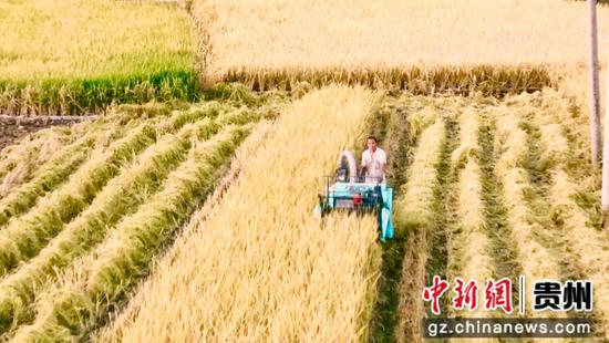 罗甸稻谷收割忙