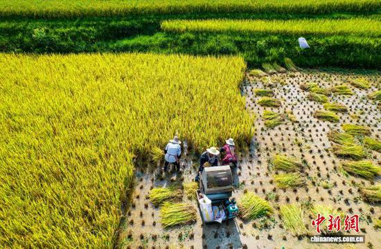 图为9月1日，航拍村民在洪湖村收割成熟的水稻。史开心 摄