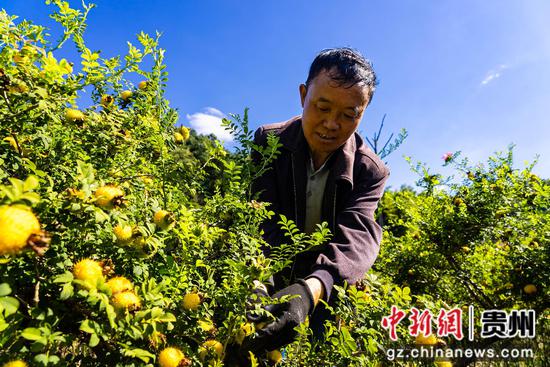 图为9月1日，在贵州毕节七星关区碧海街道西冲社区的刺梨种植基地，群众正在采摘刺梨鲜果。