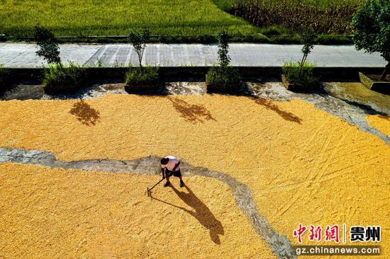 2026年9月3日，贵州省黔西市洪水镇农民在晾晒收获的玉米（无人机照片）。
