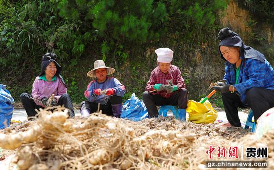 工人在储存点清理黄精块上的泥土。岑光柱 摄