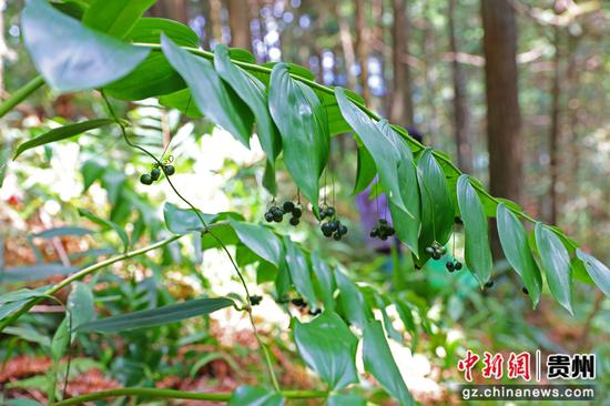 生长在剑河县久仰镇夭那村黄精种植基地的黄精植株。岑光柱 摄