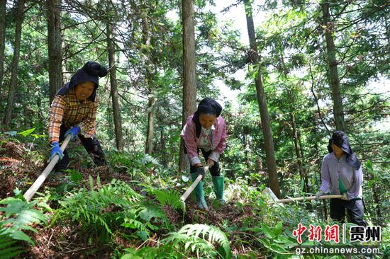工人在剑河县久仰镇夭那村黄精种植基地采挖黄精。岑光柱 摄
