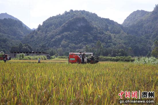 农机在田间收割水稻