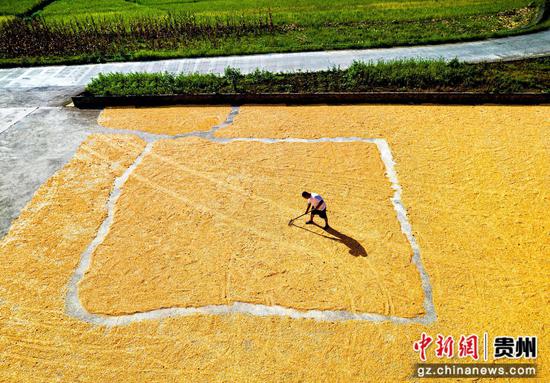 2026年9月3日，贵州省黔西市洪水镇农民在晾晒收获的玉米。