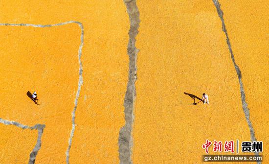 2026年9月3日，贵州省黔西市洪水镇农民在晾晒收获的玉米。