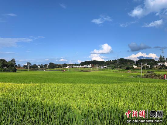 贵州省黔西市金碧镇铧口寨社区水稻田。   卢琼摄