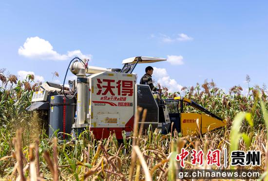 2026年9月2日，贵州省黔西市中建乡民主村，农机手驾驶农机收割高粱。陈颖 摄