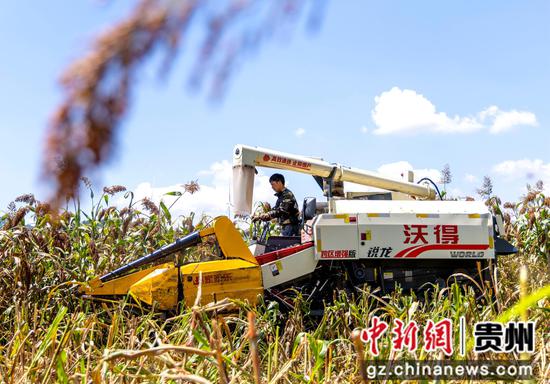 2026年9月2日，贵州省黔西市中建乡民主村，农机手驾驶农机收割高粱。陈颖 摄