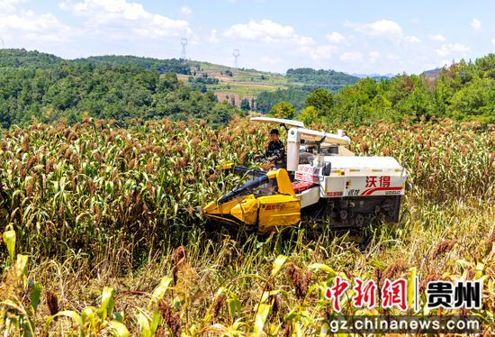2026年9月2日，贵州省黔西市中建乡民主村，农机手驾驶农机收割高粱。陈颖 摄