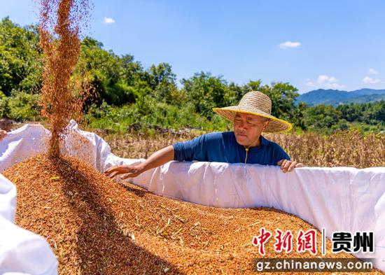 2026年9月2日，贵州省黔西市中建乡民主村，农机手驾驶农机将高粱装车。陈颖 摄