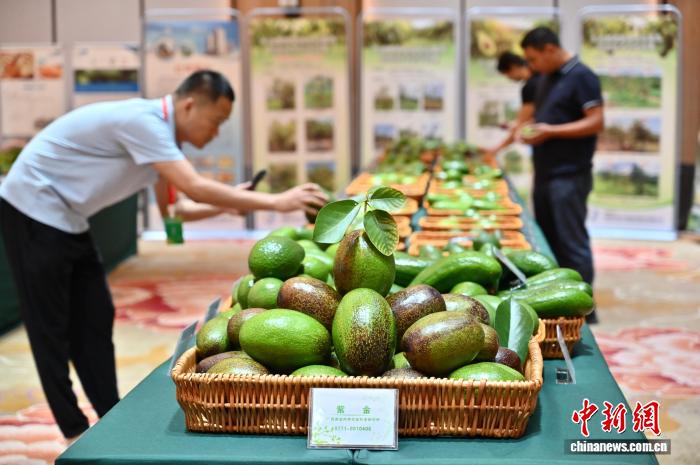 广西推介 “紫金”“腾龙” 牛油果新品种 助力果业升级