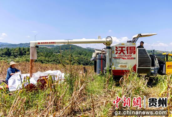 2026年9月2日，贵州省黔西市中建乡民主村，农机手驾驶农机将高粱装车。陈颖 摄