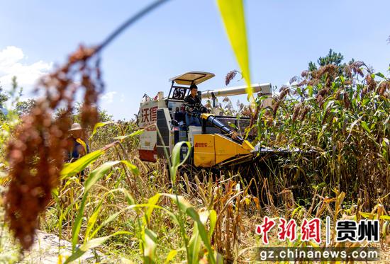 2026年9月2日，贵州省黔西市中建乡民主村，农机手驾驶农机收割高粱。陈颖 摄