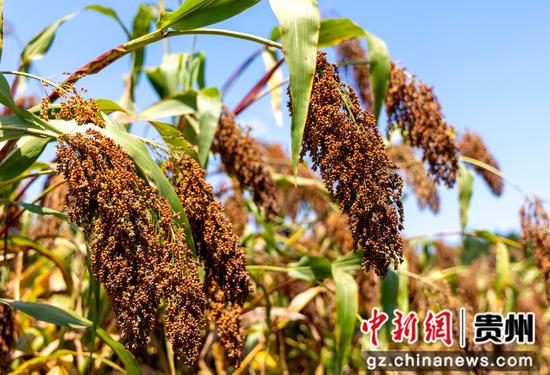 2026年9月2日，贵州省黔西市中建乡民主村，颗粒饱满的高粱。陈颖 摄