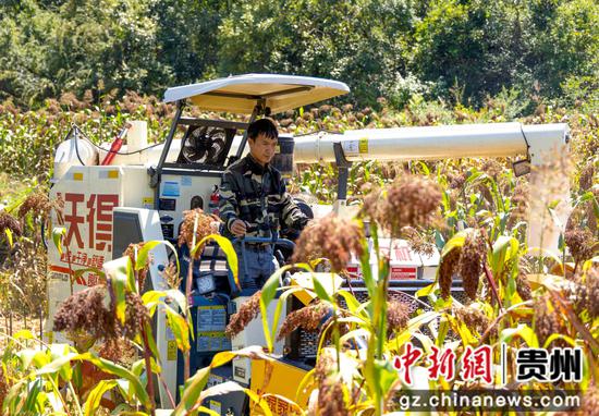 2026年9月2日，贵州省黔西市中建乡民主村，农机手驾驶农机收割高粱。陈颖 摄