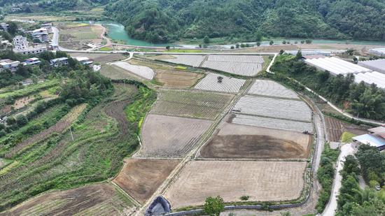沫阳镇秋冬蔬菜种植基地一角