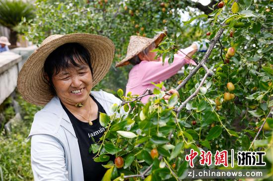 当地村民种植的南枣。淳安县委宣传部供图
