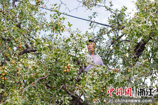 当地村民种植的南枣。淳安县委宣传部供图