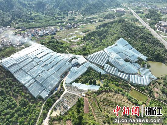 浙江仙居县横溪镇坎头村杨梅大棚基地。浙江省农业农村厅供图 浙江仙居县横溪镇坎头村杨梅大棚基地。浙江省农业农村厅供图
