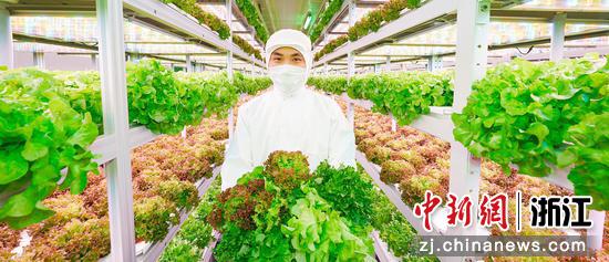 四维生态“AI植物工厂”的蔬菜种植间。浙江省农业农村厅供图 四维生态“AI植物工厂”的蔬菜种植间。浙江省农业农村厅供图